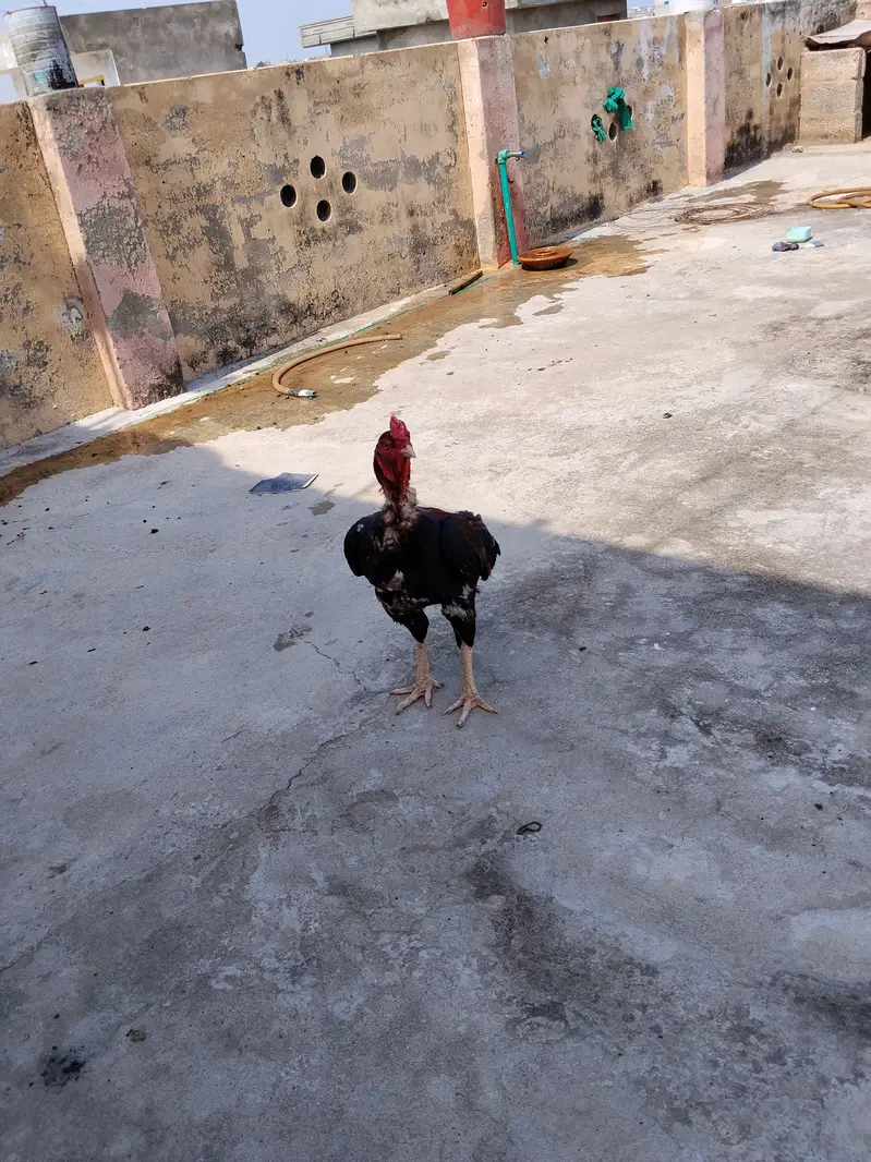Lakha murga mianwali aseel — photo 5