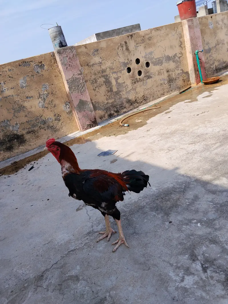 Lakha murga mianwali aseel — photo 6