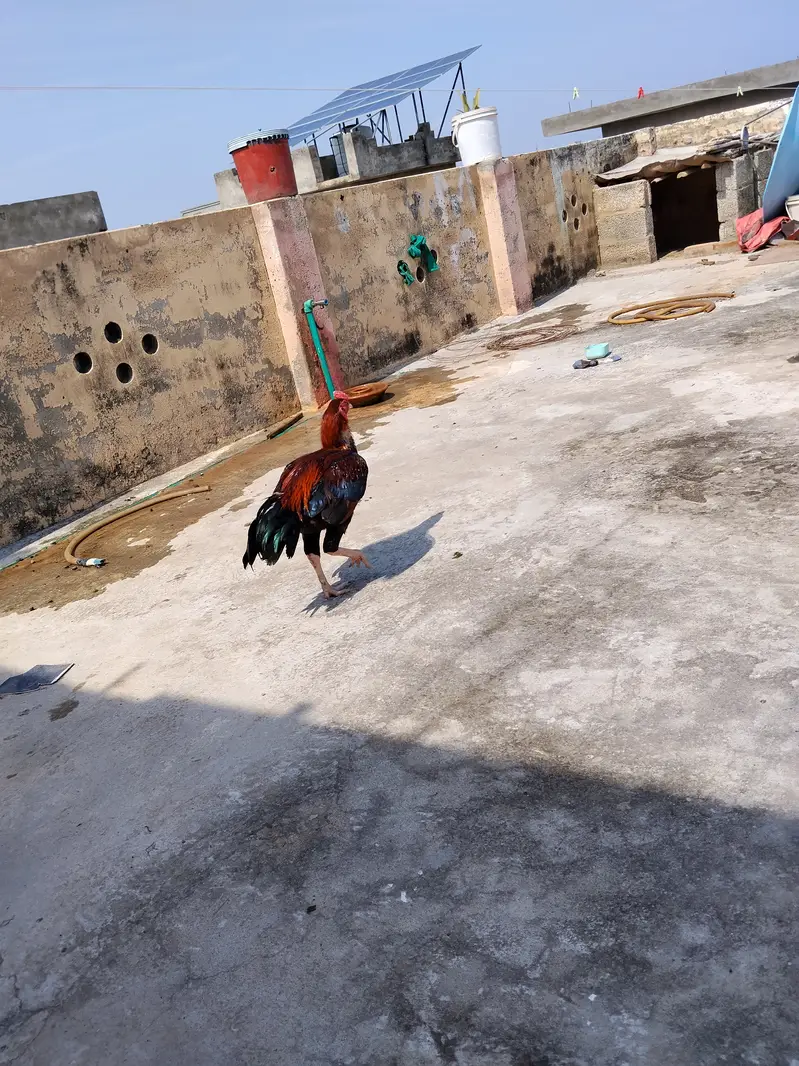 Lakha murga mianwali aseel — photo 7