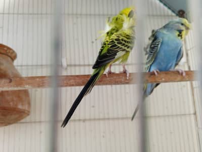 hogoromu pair available for sales double flower top quality