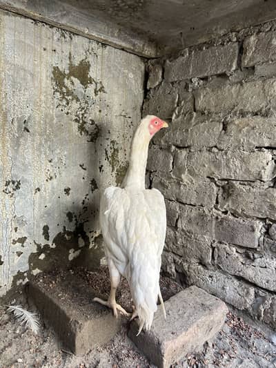 Paper white heera female 0326/4309582/