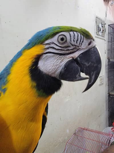MACAW FOR SALE
