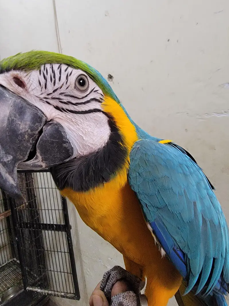 MACAW FOR SALE — photo 2