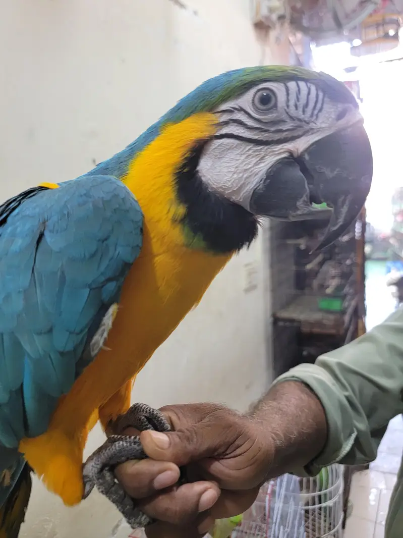 MACAW FOR SALE — photo 3