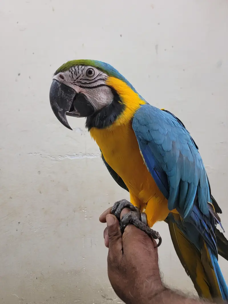 MACAW FOR SALE — photo 4