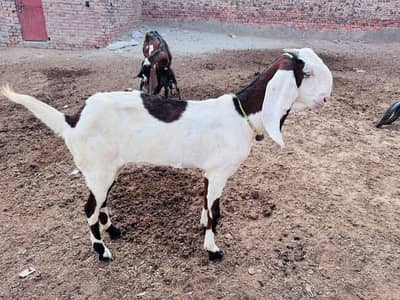 nagri nukri cross