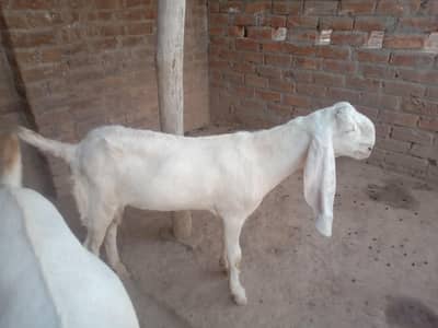 goats