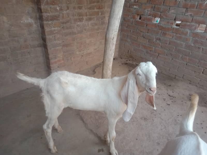 goats 1