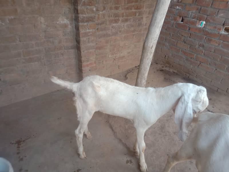 goats 2