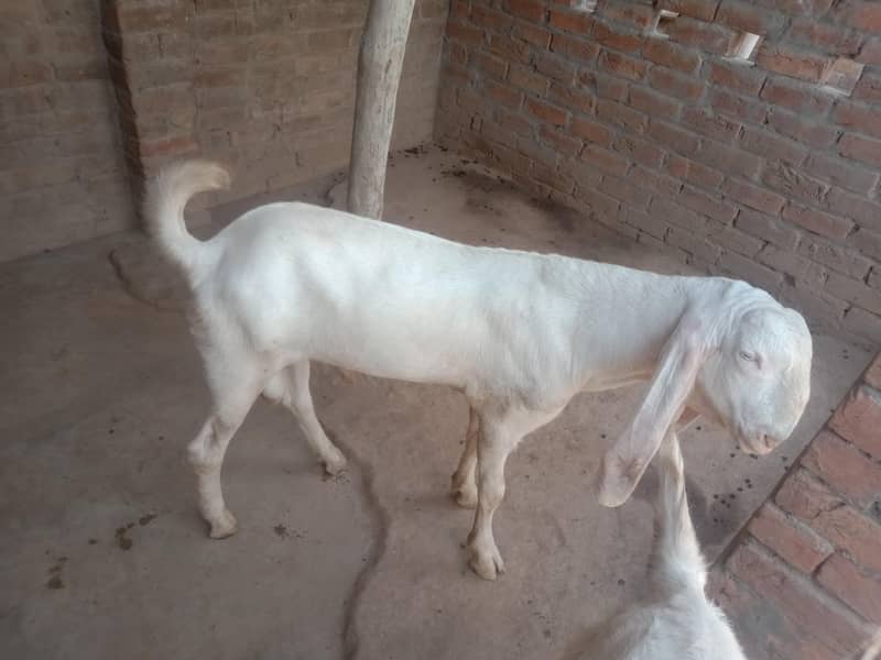 goats 4