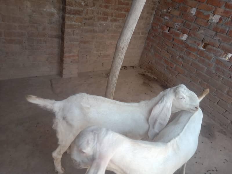 goats 5