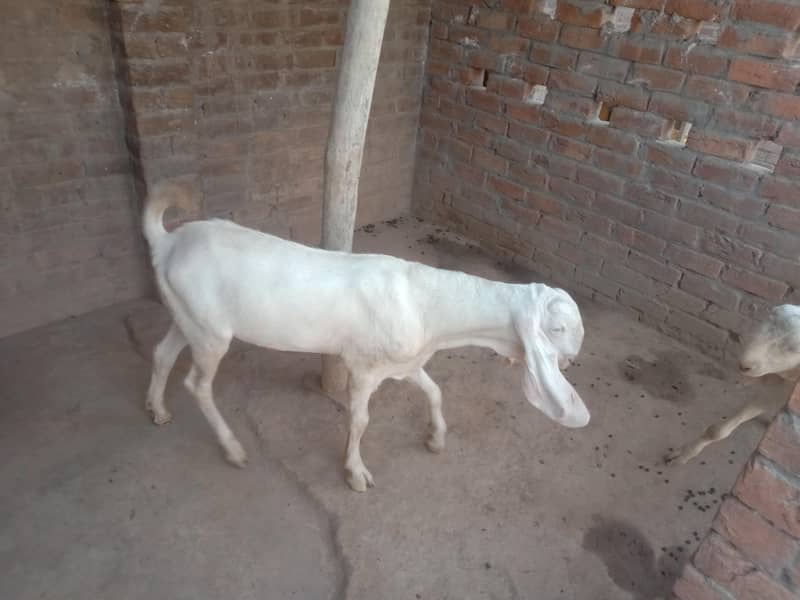 goats 6