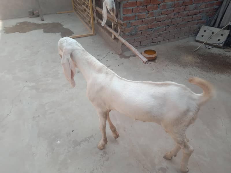 goats 7