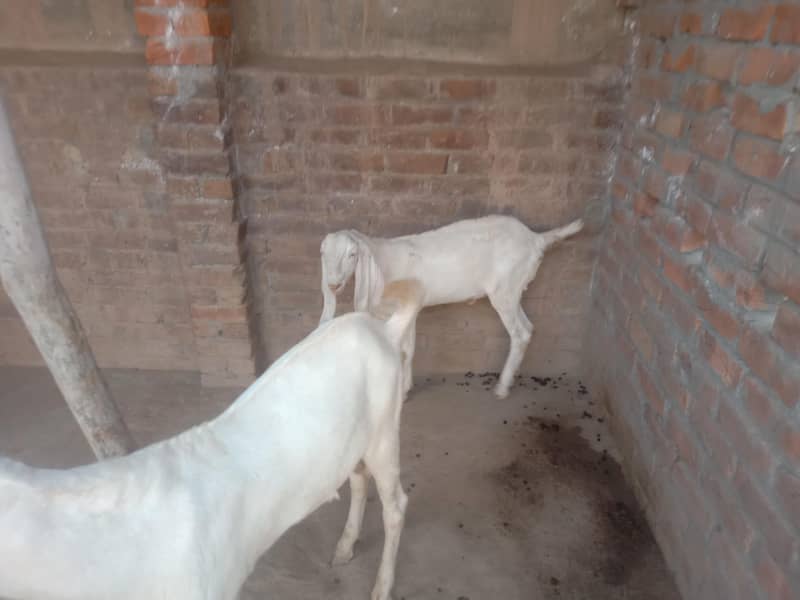 goats 9