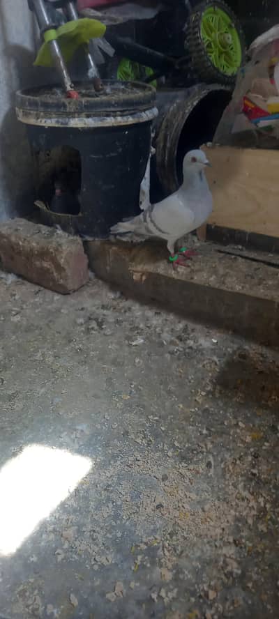 pigeon pair