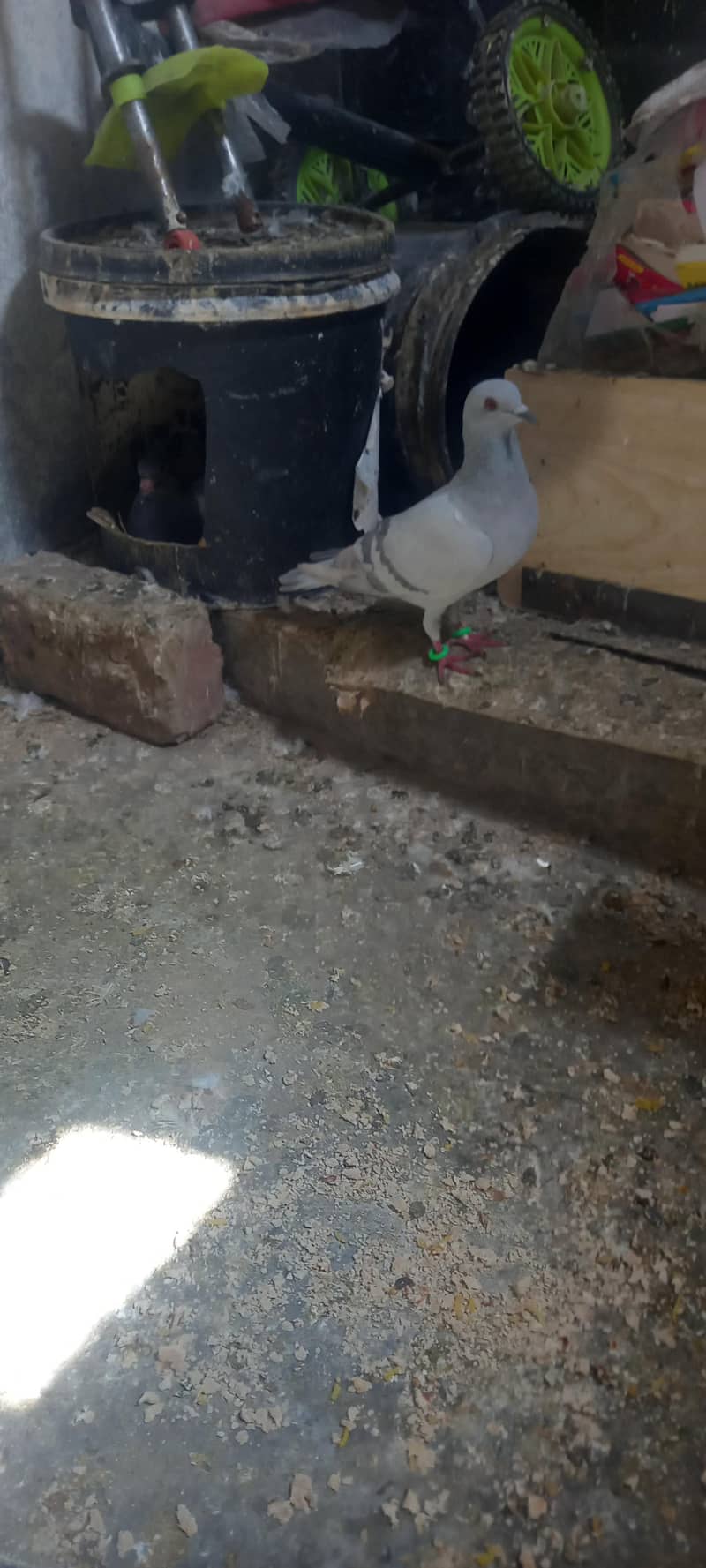 pigeon pair 0