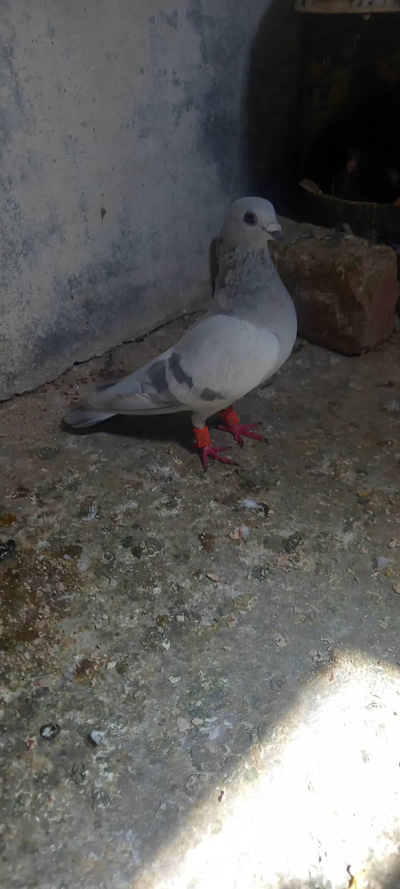 pigeon pair 1