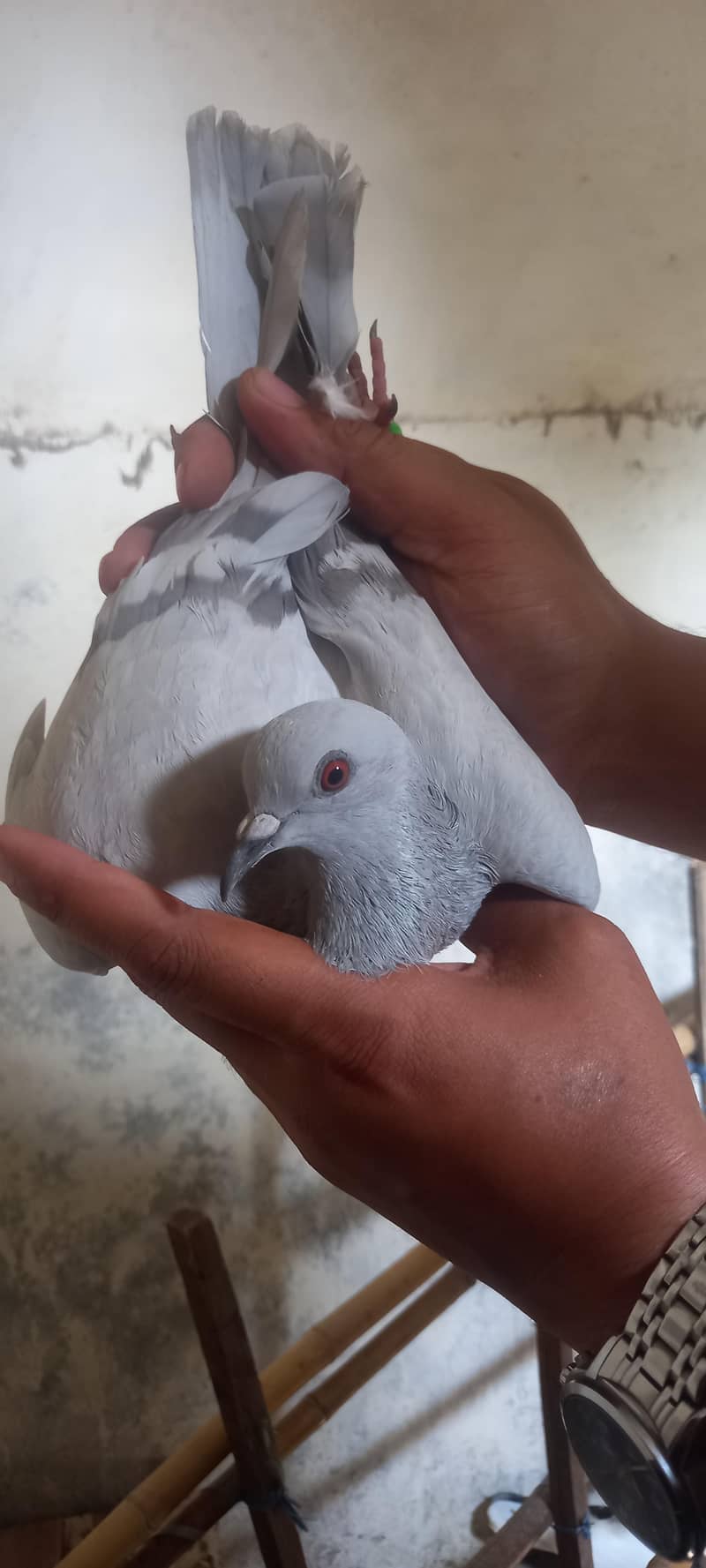 pigeon pair 2
