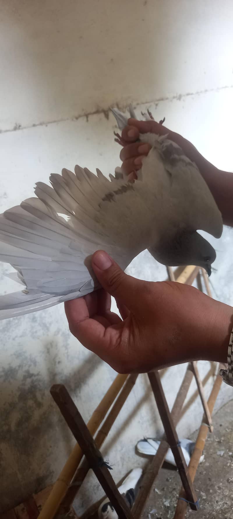 pigeon pair 3