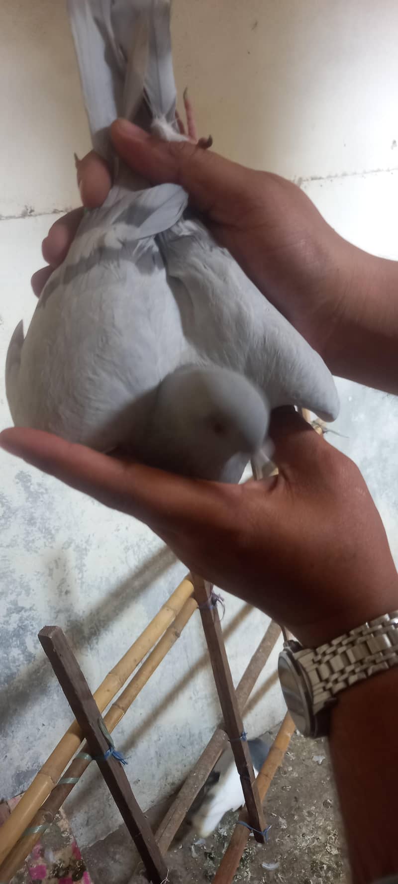 pigeon pair 4