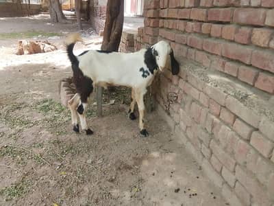 Goats