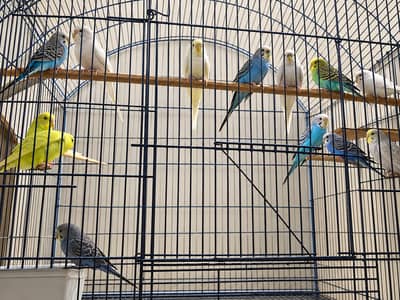 Budgies for sale