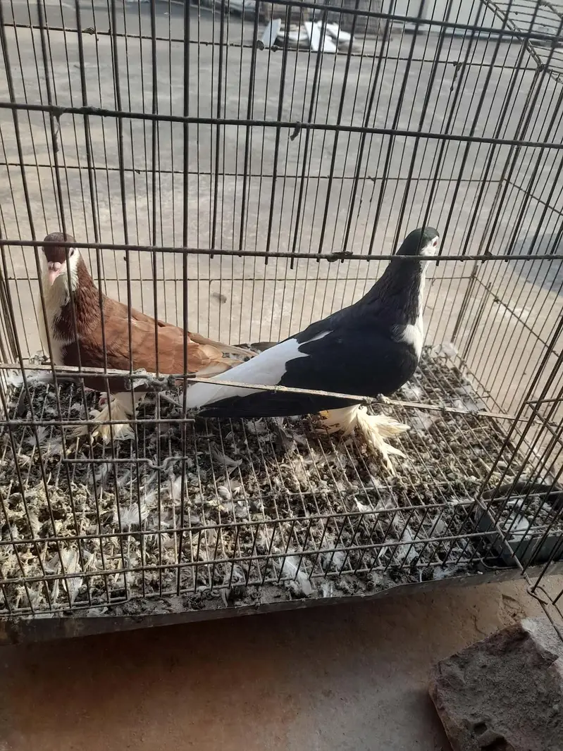 sherazi and mukhi mookee — photo 2