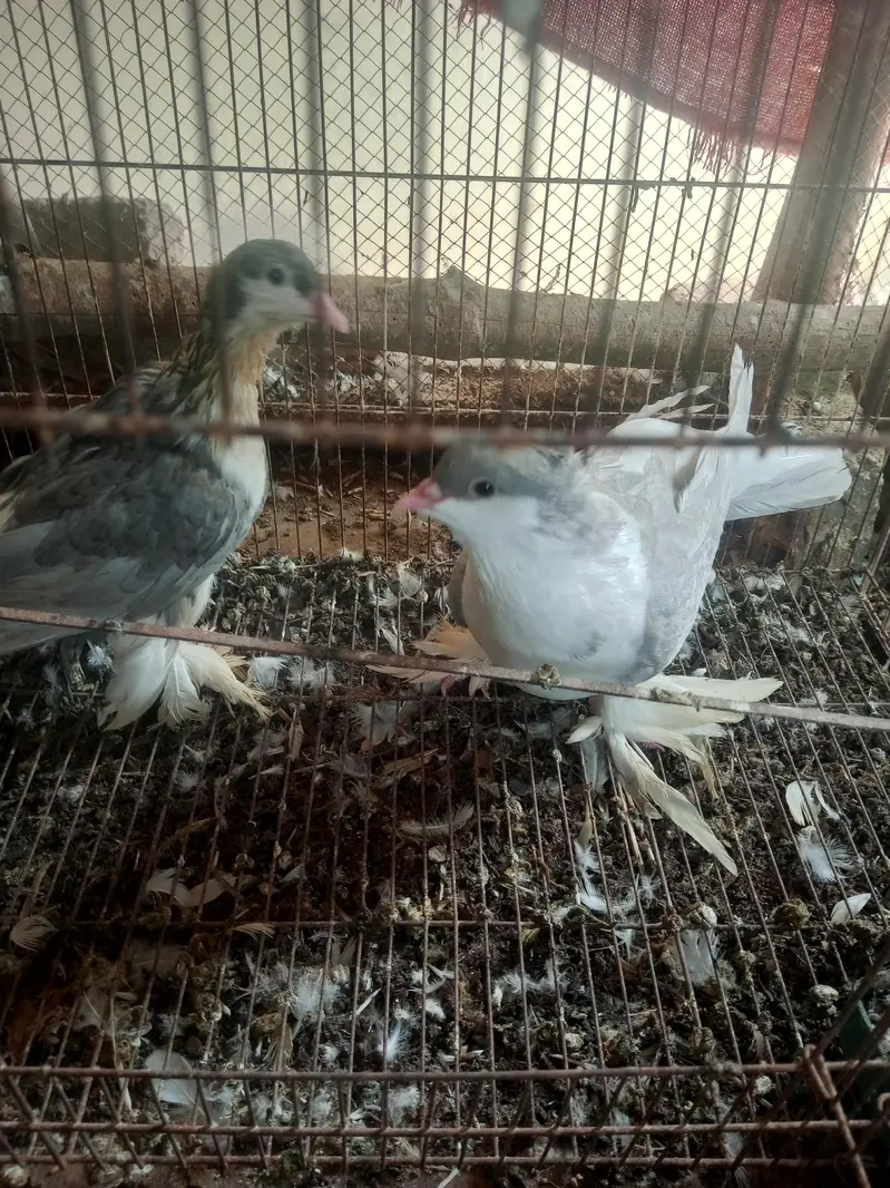 sherazi and mukhi mookee — photo 3