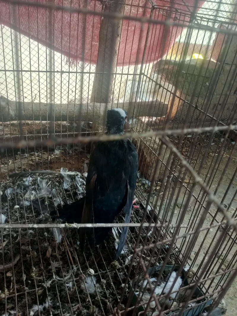 sherazi and mukhi mookee — photo 5