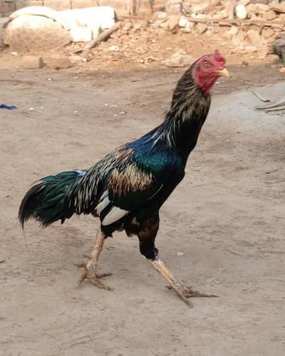 Hen sale