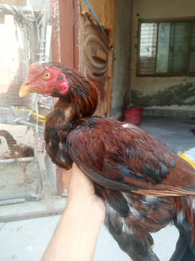5 male 1 female