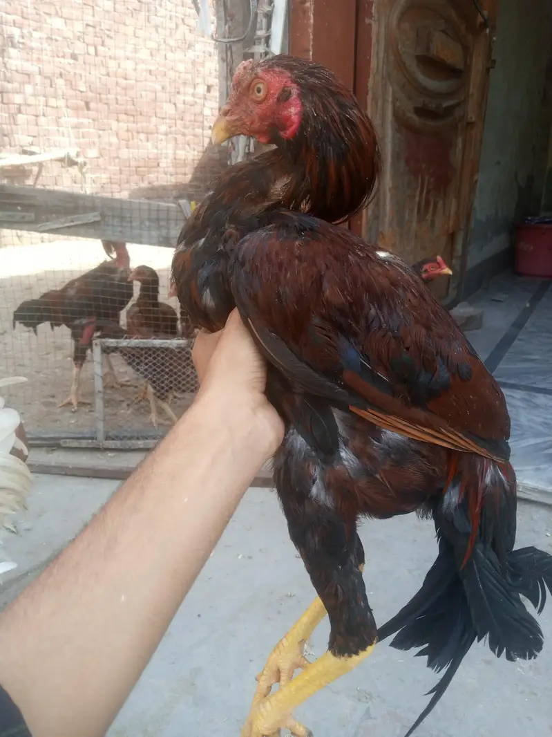 5 male 1 female — photo 2