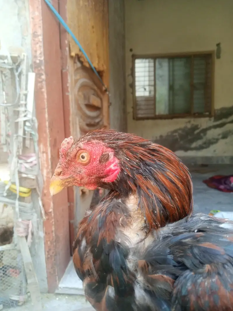 5 male 1 female — photo 3