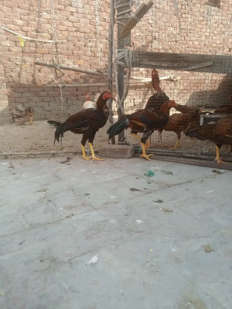 5 male 1 female — photo 4