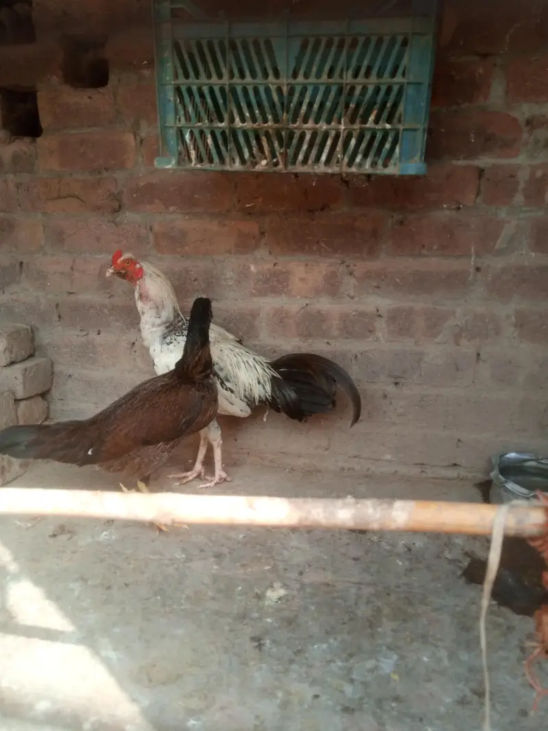 5 male 1 female — photo 5