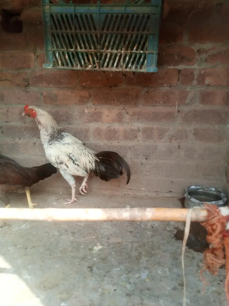 5 male 1 female — photo 6