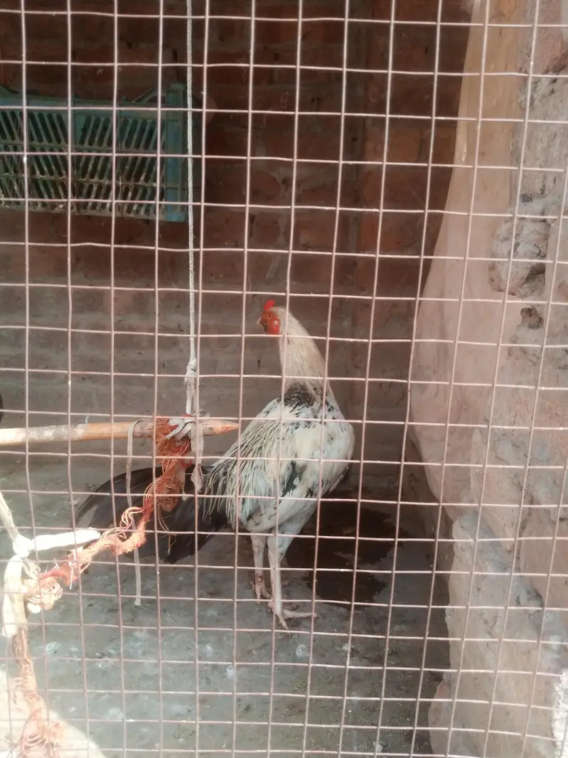 5 male 1 female — photo 7