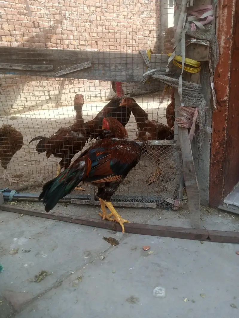 5 male 1 female — photo 8