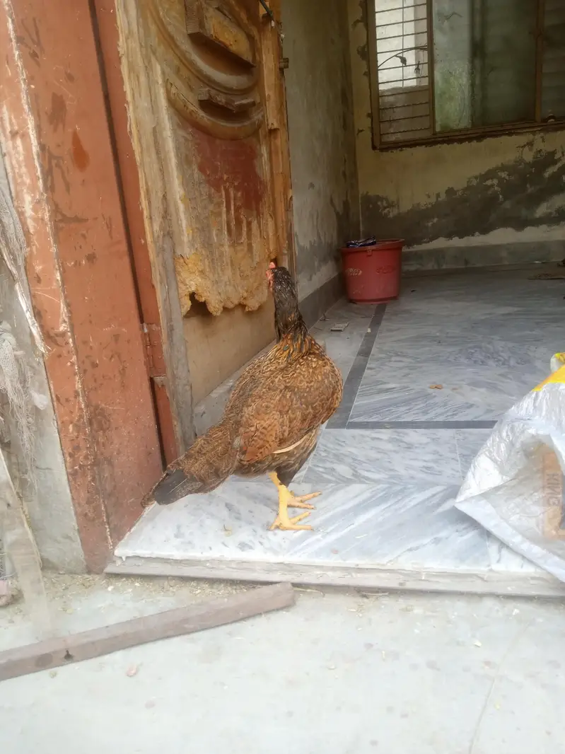 5 male 1 female — photo 9