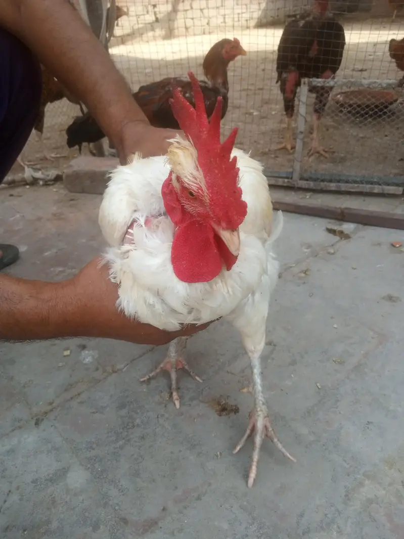 5 male 1 female — photo 10
