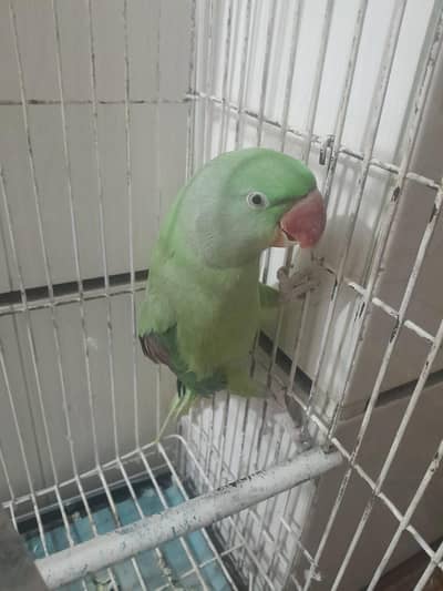 Raw parrot for sale