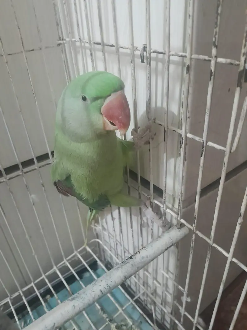 Raw parrot for sale — photo 2