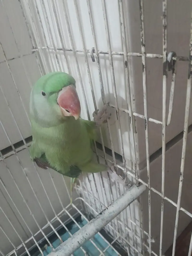 Raw parrot for sale — photo 3