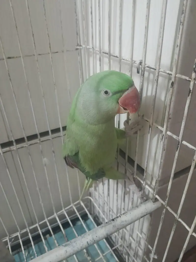 Raw parrot for sale — photo 4
