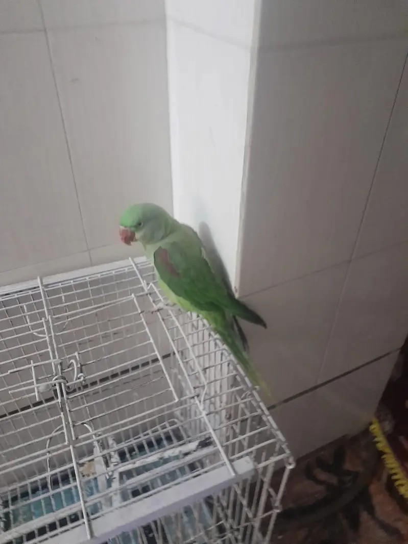 Raw parrot for sale — photo 5