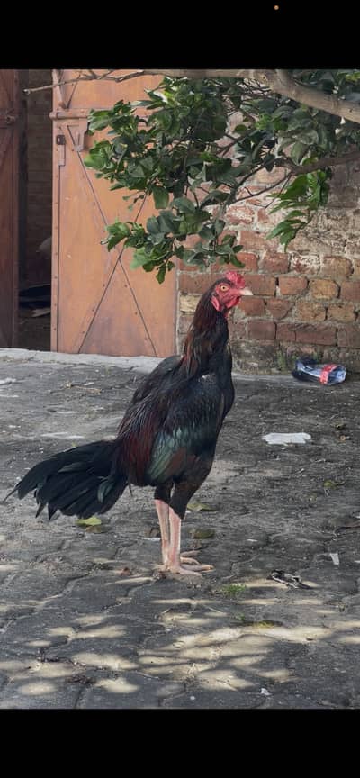 Pyour Pakistani patha