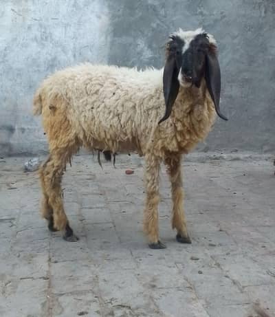 6 month mail dumba for sale healthy and active