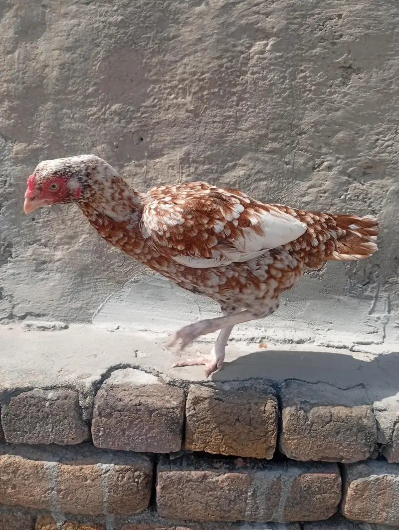 aseel murga or murgi — photo 2