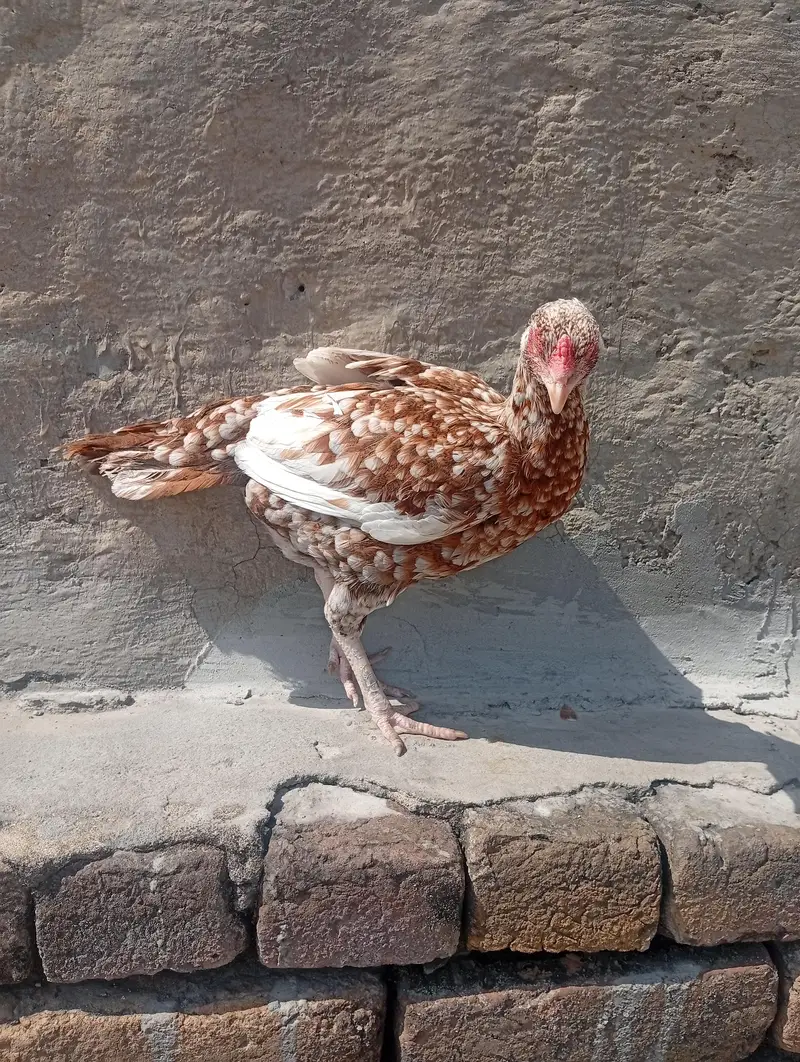 aseel murga or murgi — photo 3