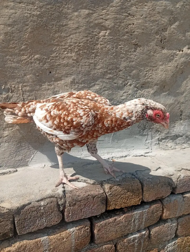aseel murga or murgi — photo 4